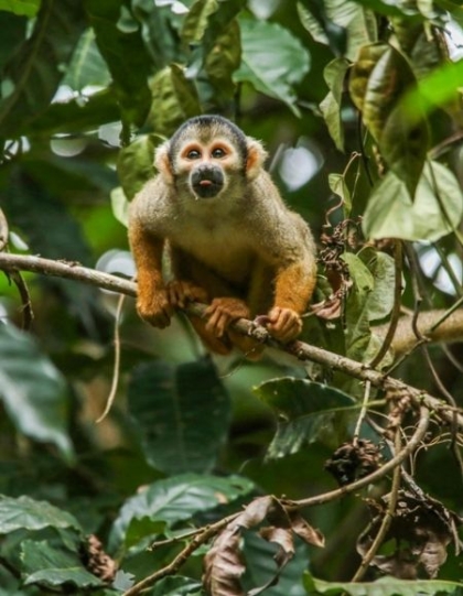 Tambopata Ecolodge - Experiencia Amazónica